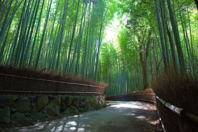 japon kyoto bambouseraie darashiyama