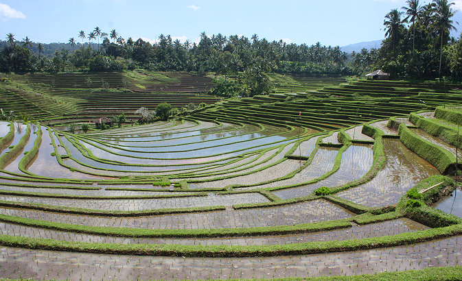 Rizieres de Belimbing à Bali