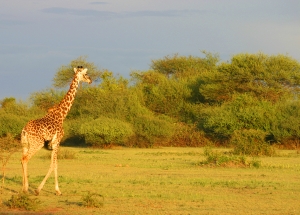 Voyage au Kenya