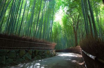 japon kyoto bambouseraie darashiyama