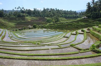 Rizieres de Belimbing à Bali